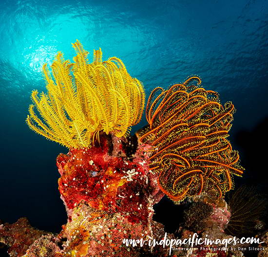 Diving Rabaul Wrecks Reefs and Jetties