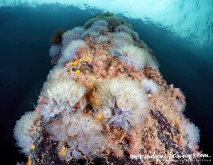 Underneath Edithburgh Jetty
