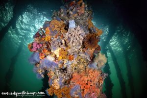 Underneath Edithburgh Jetty
