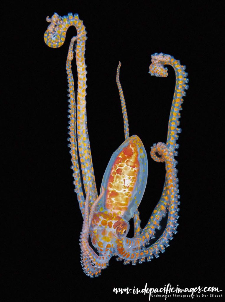 Getting into Blackwater Diving