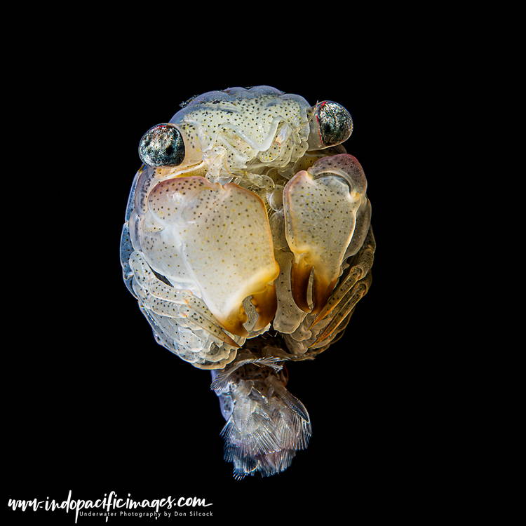 Getting into Blackwater Diving