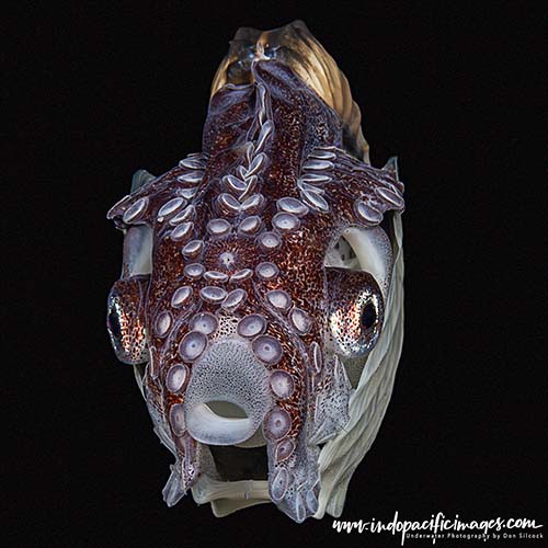 Getting into Blackwater Diving