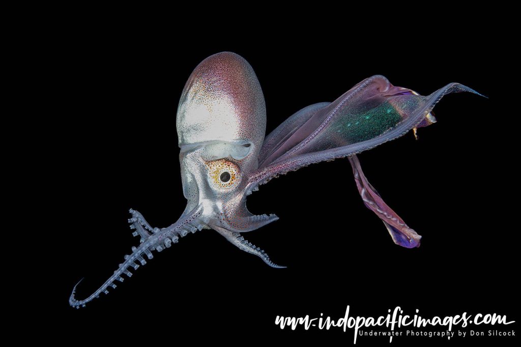 Getting into Blackwater Diving