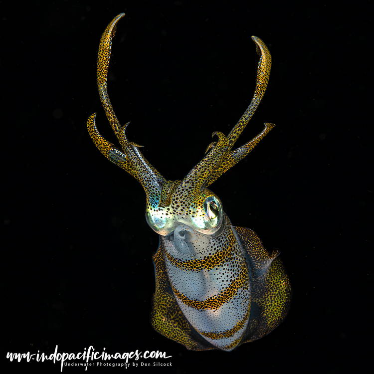 Getting into Blackwater Diving