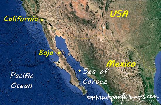 Diving Baja California