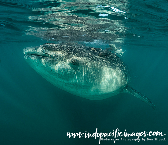 Diving Baja California 