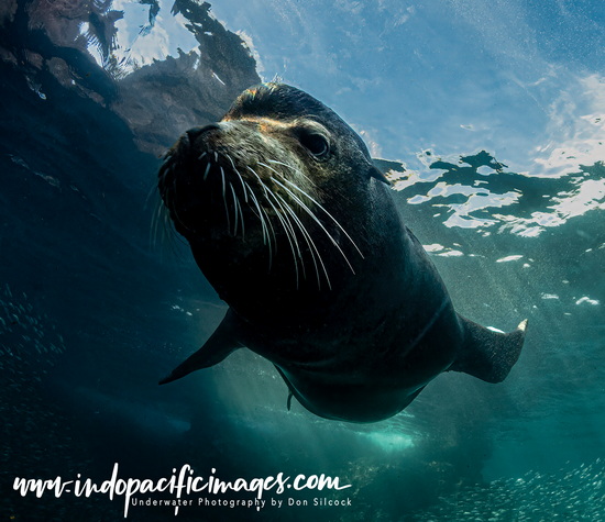 Diving Baja California