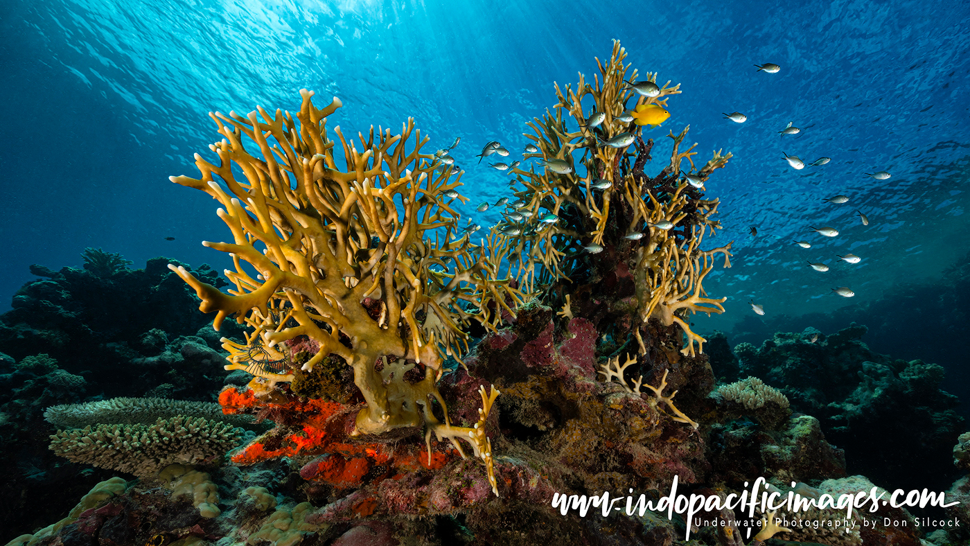 Diving Uepi in the Marovo Lagoon