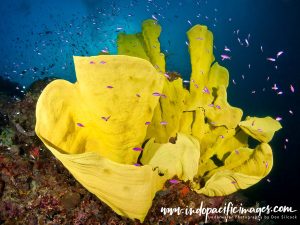 Where to Dive in PNG