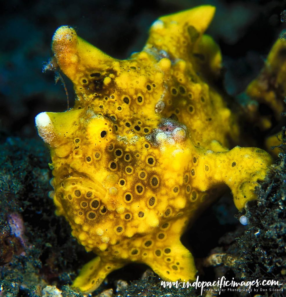 Milne Bay Diving