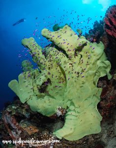 Milne Bay North Coast Dive Sites