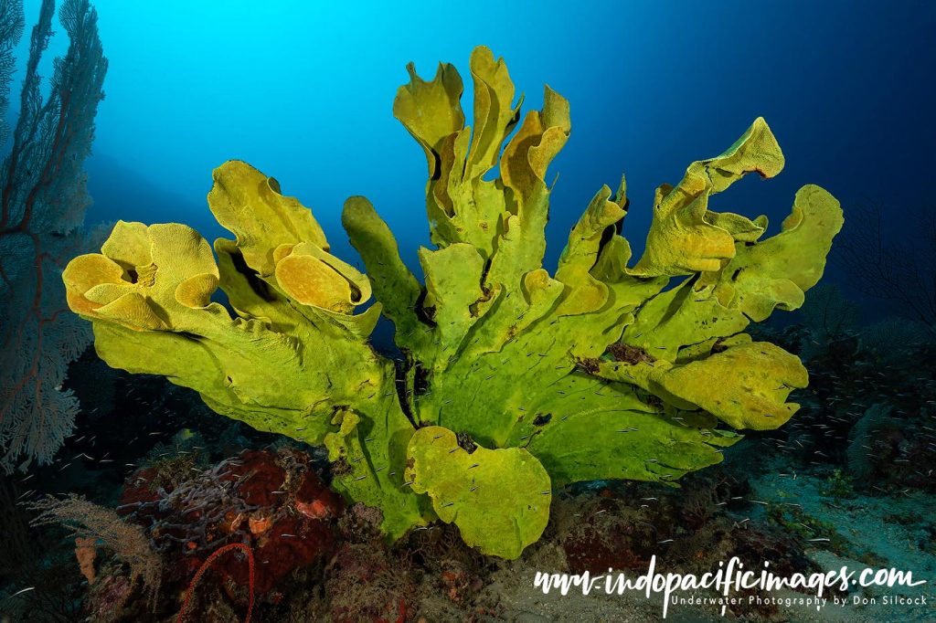 Diving Papatura