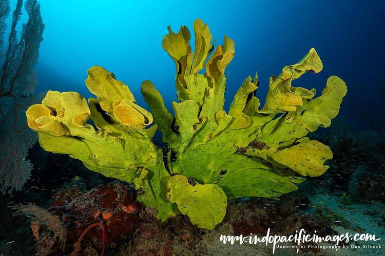 Where to dive in the Solomons