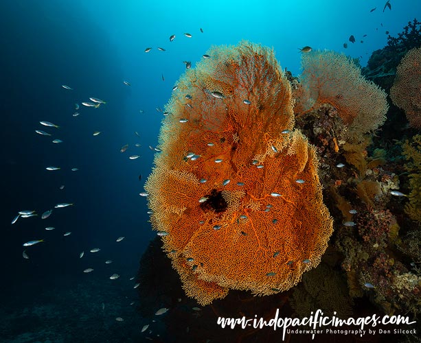 Diving Papatura