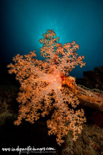 Diving Papatura