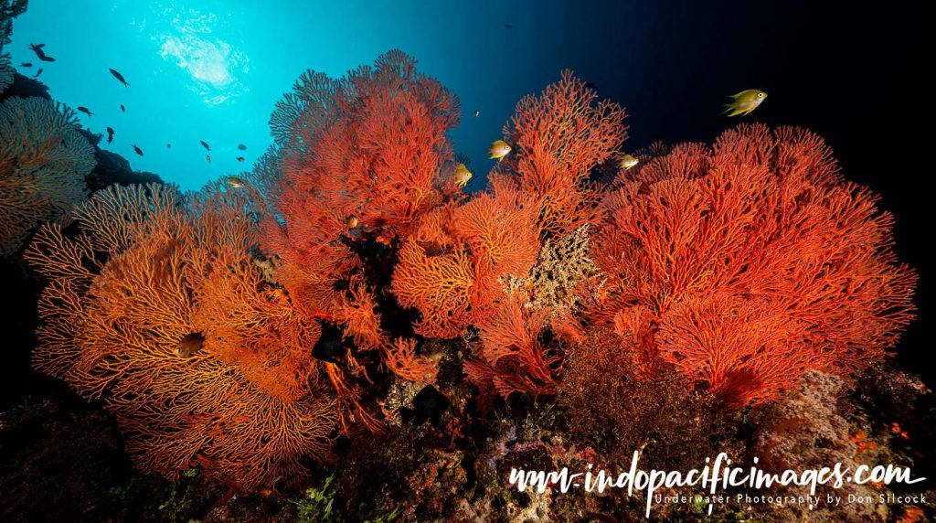 Where to dive in the Solomons