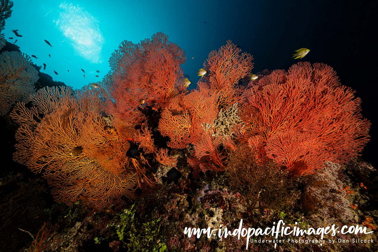 Where to dive in the Solomons