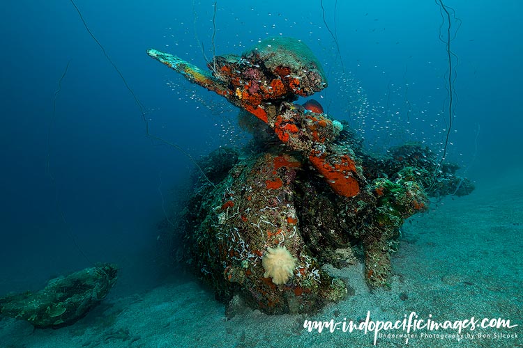 Diving Papatura