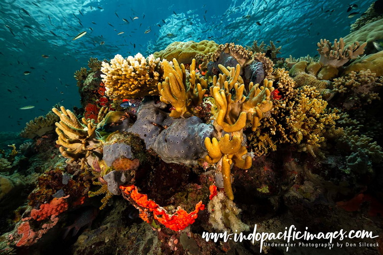 Where to dive in the Solomons