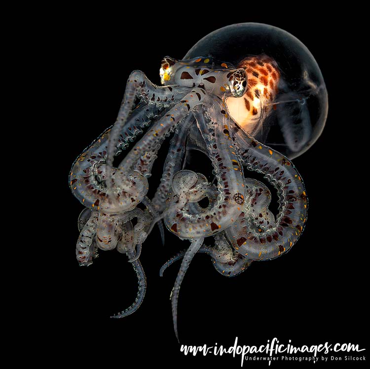 Anilao Blackwater Diving
