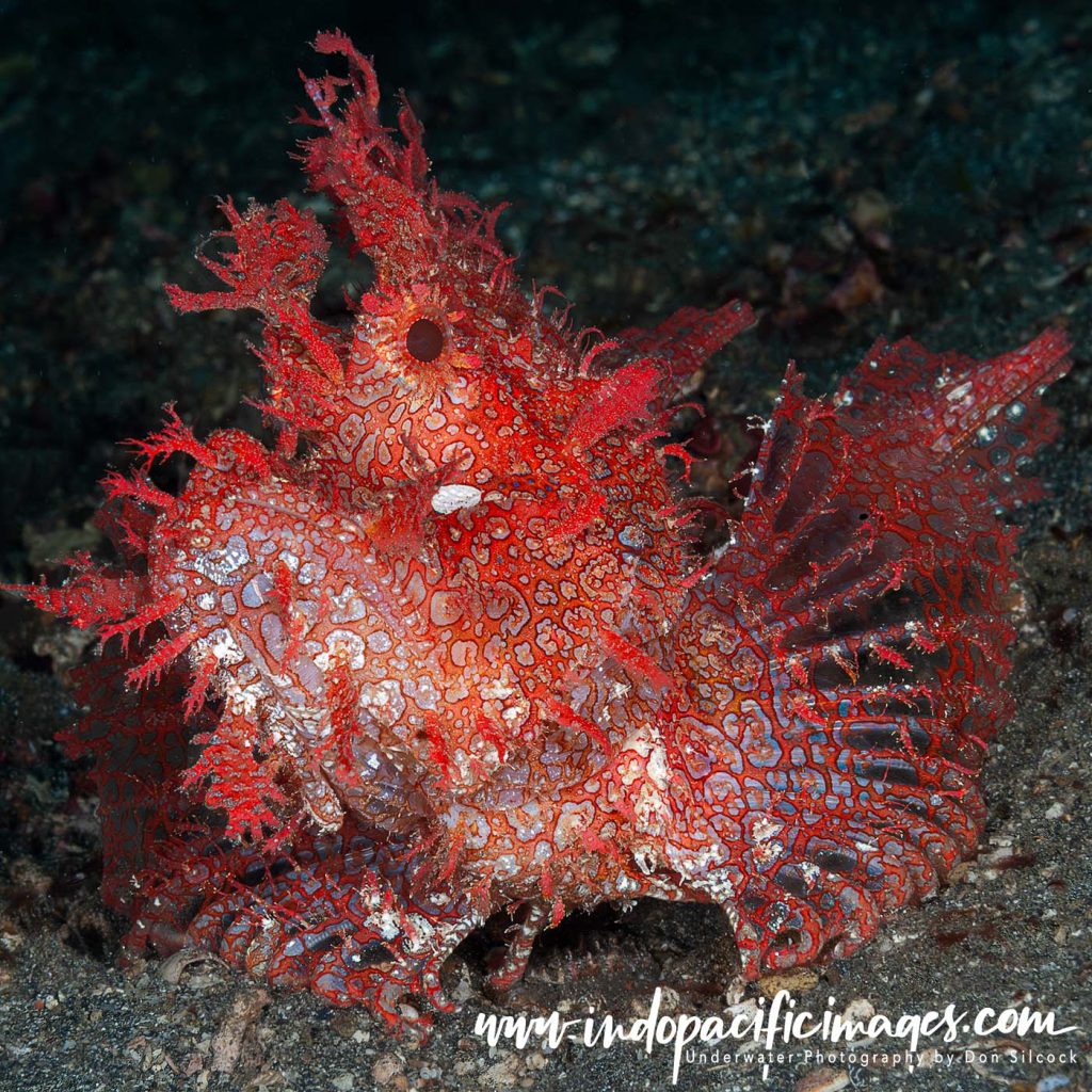 Critters of the Lembeh Strait