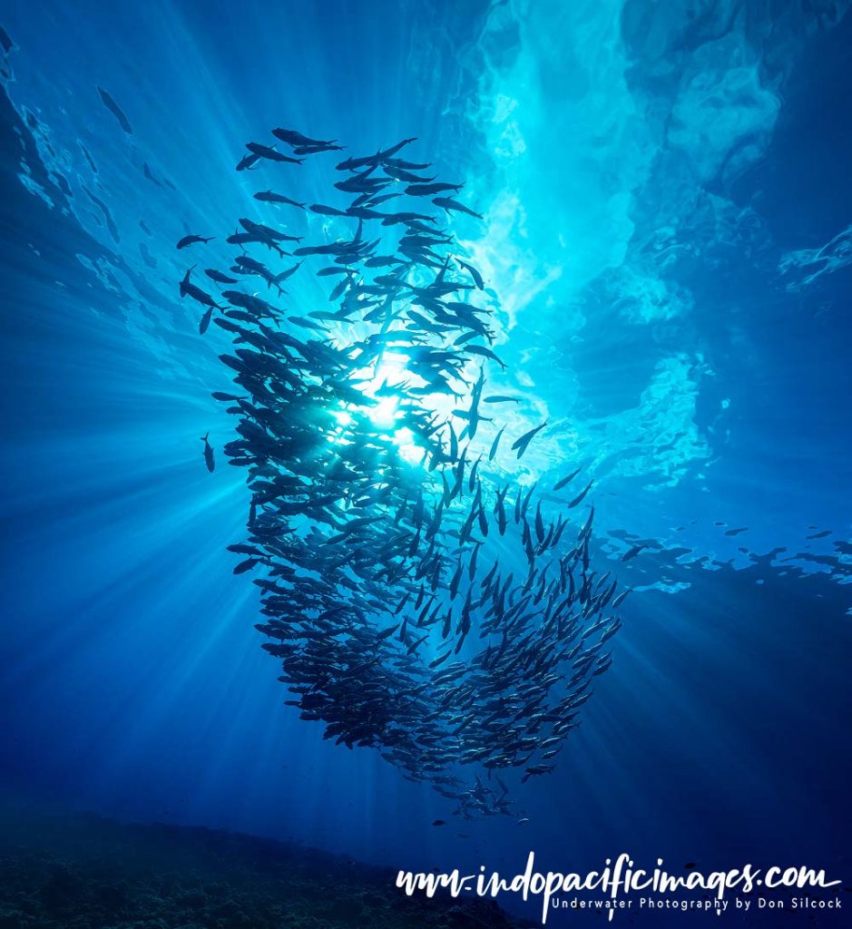 Diving the Solomon Islands on Bilikiki