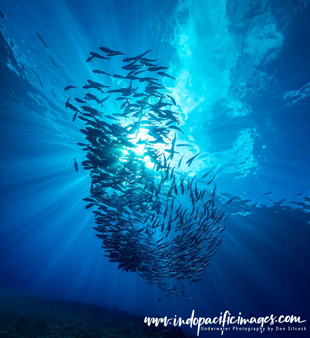 Diving the Solomon Islands
