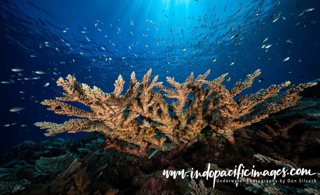Diving the Solomon Islands on Bilikiki