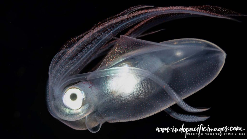 Anilao Blackwater Diving