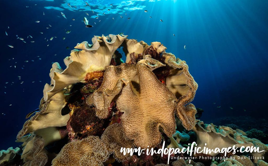 Diving the Solomon Islands on Bilikiki