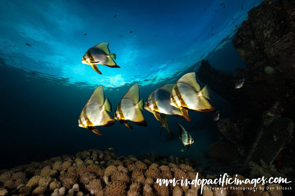 Diving the Solomon Islands on Bilikiki