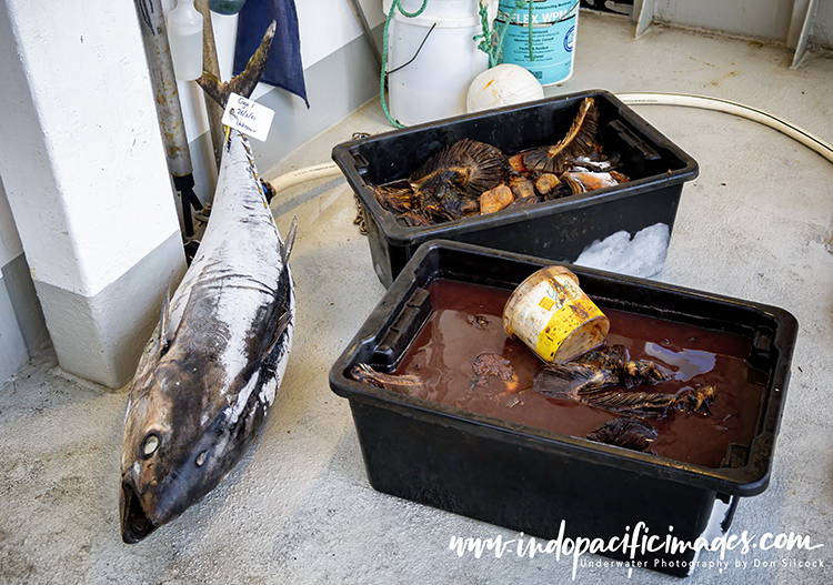 Great White Cage Diving Technique
