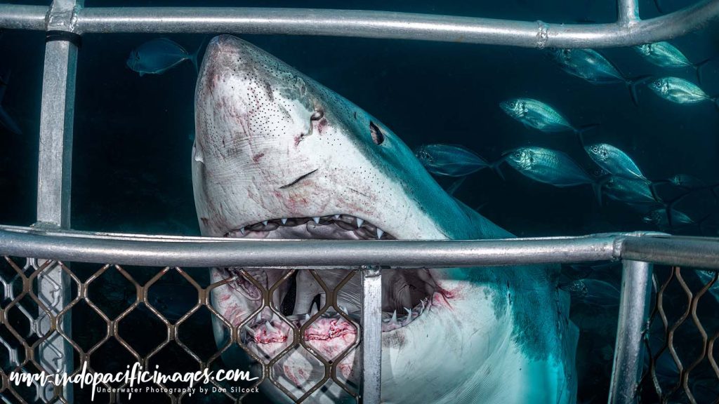 Great White Cage Diving Technique