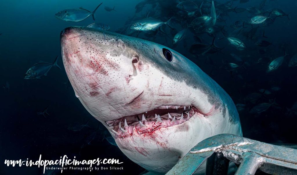 Australian Great White Cage Diving