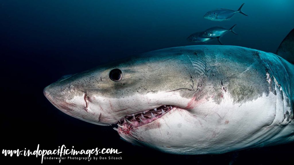 Great White Cage Diving Technique