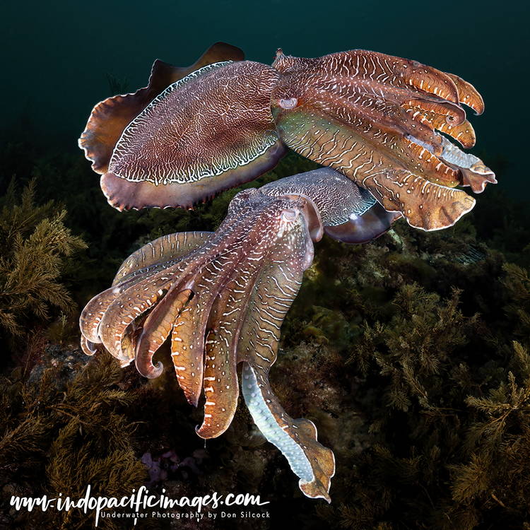 Australian Scuba Diving
