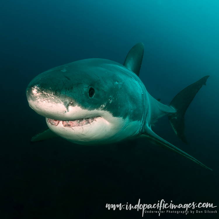 Australian Scuba Diving