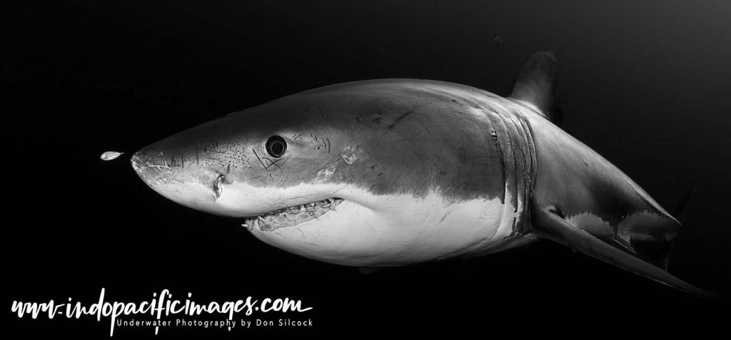 Ocean Floor Shark Cage Diving