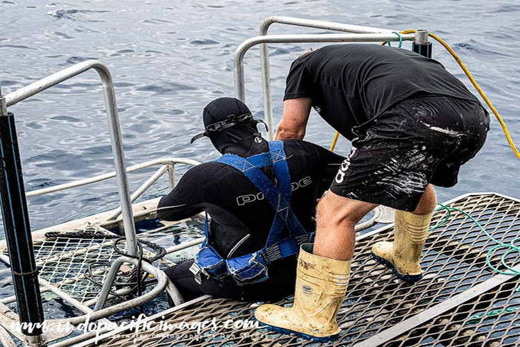 Surface Cage Shark Diving