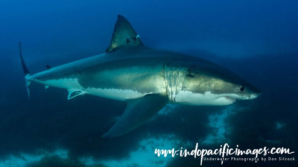 Ocean Floor Shark Cage Diving