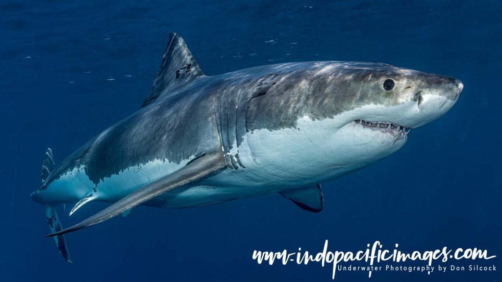 Surface Cage Shark Diving