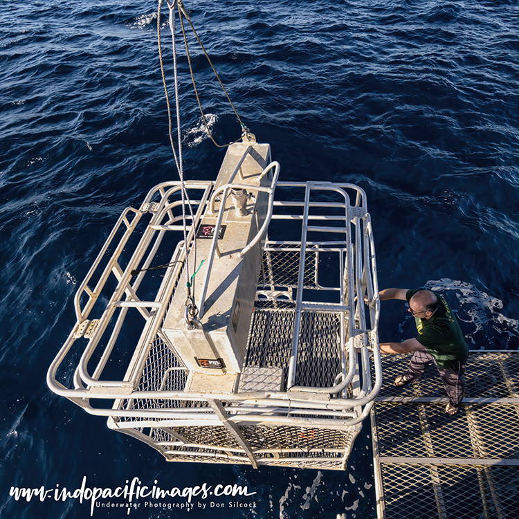 Ocean Floor Shark Cage Diving