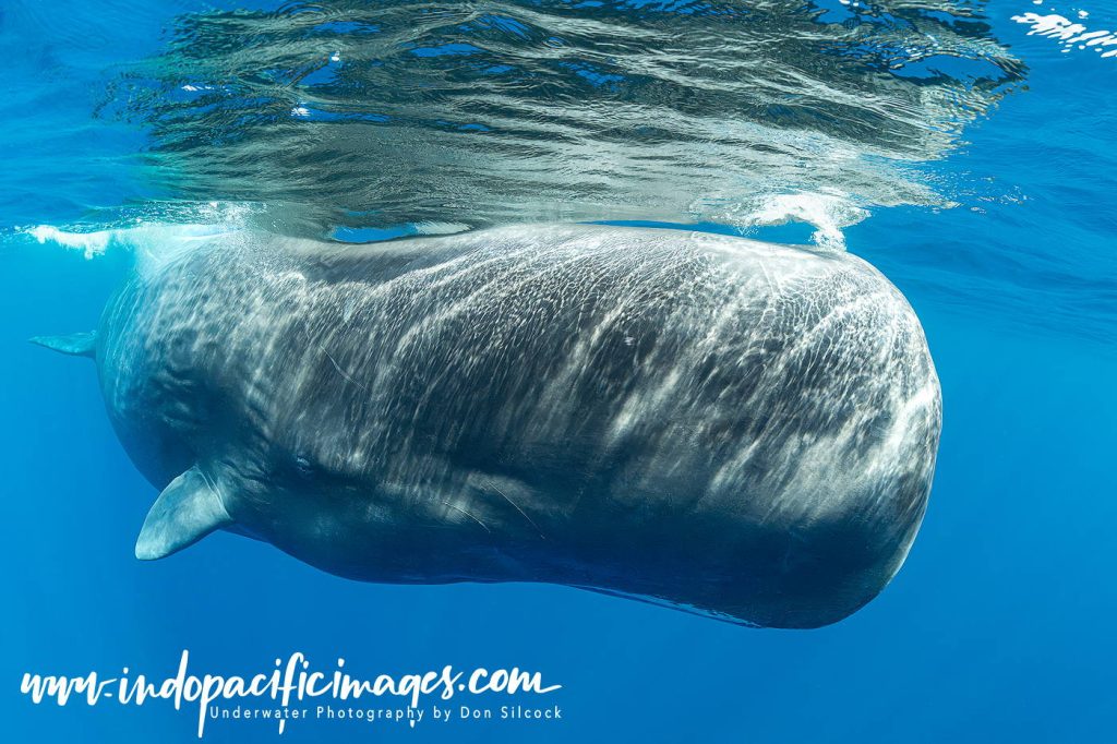 Sperm Whales of Dominica