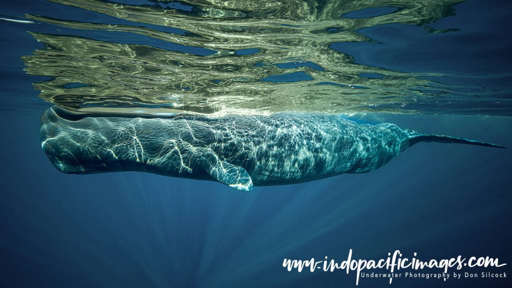 Sperm Whales of Dominica