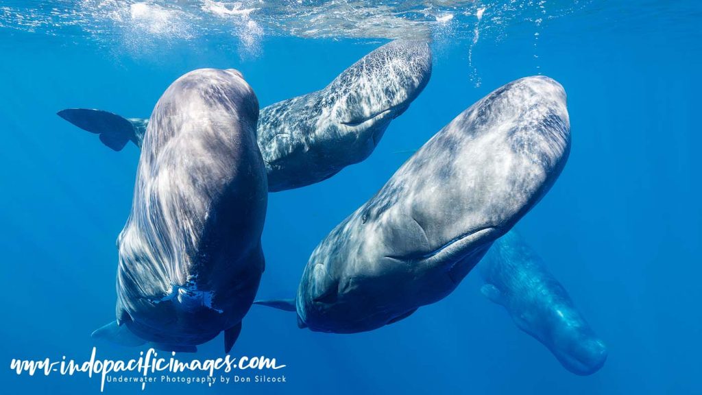 Sperm Whales of Dominica