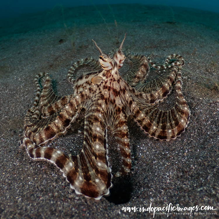 Critters of the Lembeh Strait