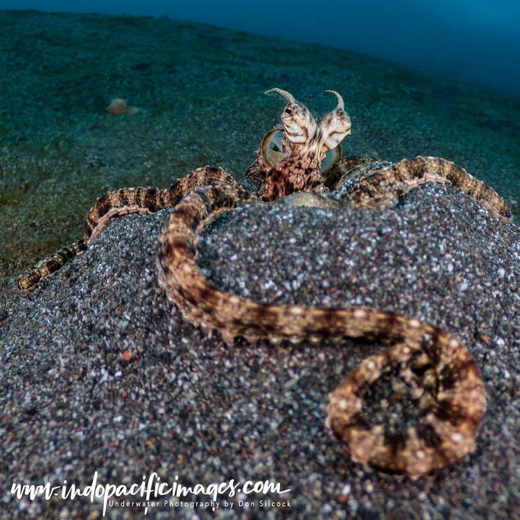 Critters of the Lembeh Strait