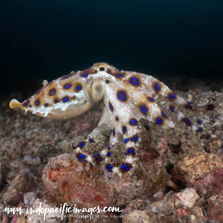 Critters of the Lembeh Strait