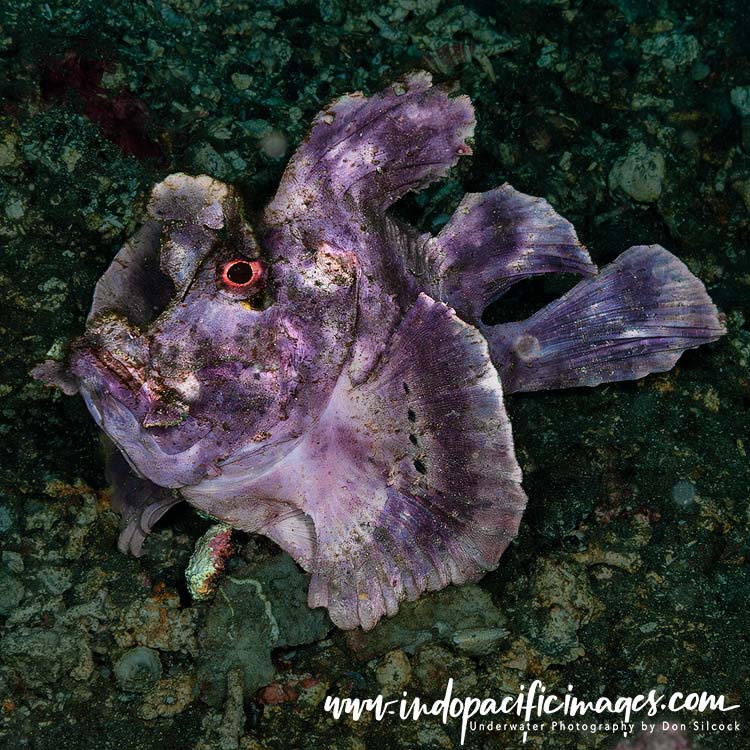 Critters of the Lembeh Strait