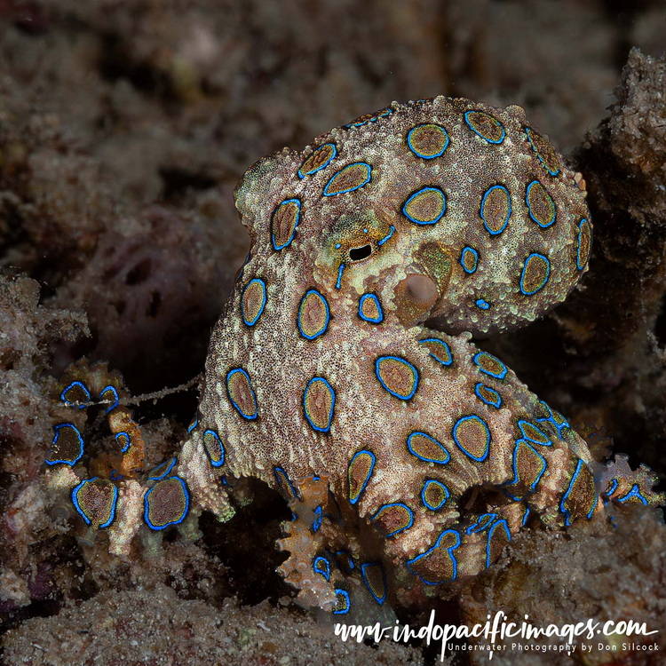 Critters of the Lembeh Strait
